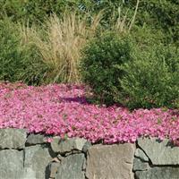 Wave<sup>®</sup> Pink Spreading Petunia