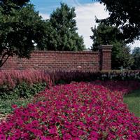 Wave<sup>®</sup> Purple Spreading Petunia