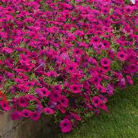 Wave<sup>®</sup> Purple Classic Spreading Petunia