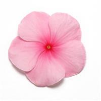 Pacifica XP Blush Vinca