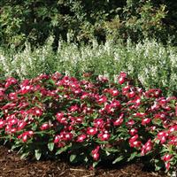 Pacifica XP Burgundy Halo Vinca