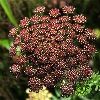 Purple Kisses Daucus