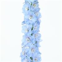 Candle Light Blue Delphinium