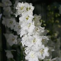 Candle White Shades Delphinium