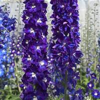 Candle Violet Shades Delphinium