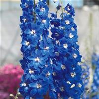 Candle Blue Shades Delphinium