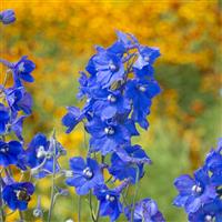 Oriental Blue Delphinium