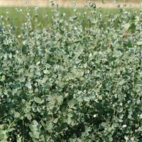 Silver Drop Eucalyptus