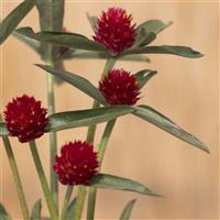 Strawberry Fair Gomphrena