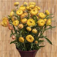 King Size Golden Helichrysum