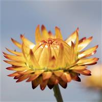 King Size Orange Helichrysum