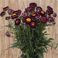 King Size Red Helichrysum