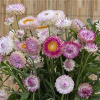 King Size Silvery Rose Helichrysum