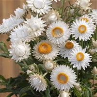 King Size Silvery White Helichrysum