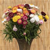 King Size Formula Mix Helichrysum