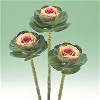 Crane Bicolor Flowering Kale