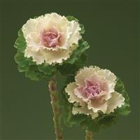 Crane Ruffle Bicolor Flowering Kale