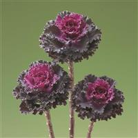 Crane Ruffle Red Flowering Kale