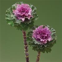 Crane Ruffle Rose Flowering Kale