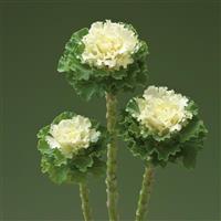 Crane Ruffle White Flowering Kale