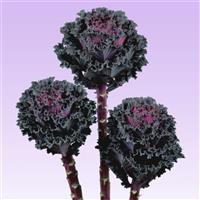 Black Angel Flowering Kale