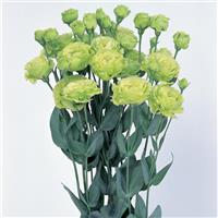 Rosanne 1 Green Cut Flower Lisianthus