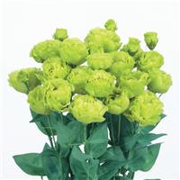 Rosanne 2 Green Cut Flower Lisianthus