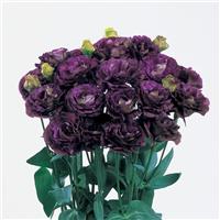 Rosanne 1 Black Pearl Cut Flower Lisianthus