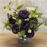 Rosanne 1 Black Pearl Cut Flower Lisianthus