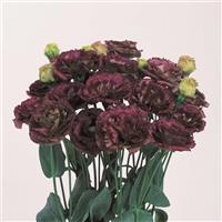 Rosanne 3 Brown Cut Flower Lisianthus