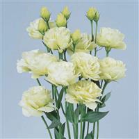 Rosita 1 Green Cut Flower Lisianthus