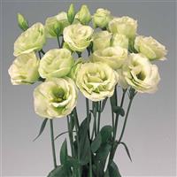 Rosita 2 Green Cut Flower Lisianthus