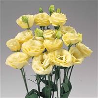 Rosita 2 Yellow Cut Flower Lisianthus