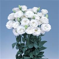 Rosita 2 White Cut Flower Lisianthus