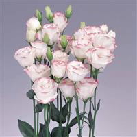 Rosita 1 Pink Picotee Cut Flower Lisianthus