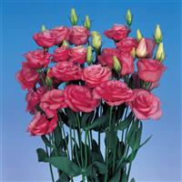 Rosita 1 Rose Pink Cut Flower Lisianthus