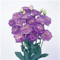 Rosita 2 Blue Flash Cut Flower Lisianthus