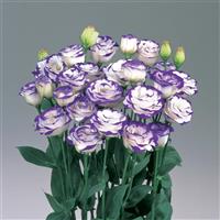 Rosita 2 Blue Picotee Cut Flower Lisianthus