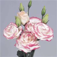 Rosita 2 Hot Lips Cut Flower Lisianthus