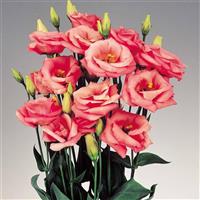 Rosita 2 Pink Cut Flower Lisianthus