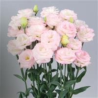 Rosita 2 Pink Flash Cut Flower Lisianthus