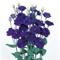 Rosita 2 Sapphire Cut Flower Lisianthus