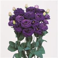 Rosita 3 Blue Cut Flower Lisianthus