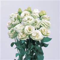 Rosita 3 Green Cut Flower Lisianthus