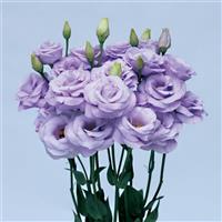 Rosita 3 Lavender Cut Flower Lisianthus