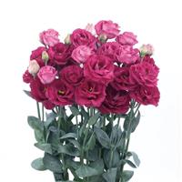 Rosita 3 Red Cut Flower Lisianthus