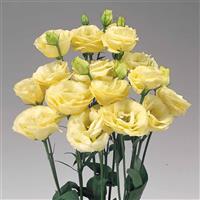 Rosita 3 Yellow Cut Flower Lisianthus