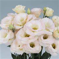 Rosita 3 Champagne Cut Flower Lisianthus