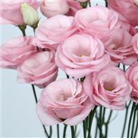 Rosita 1 Light Pink Cut Flower Lisianthus