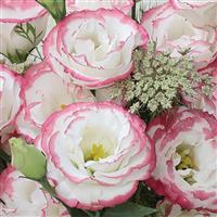 Rosita 3 Pink Picotee Cut Flower Lisianthus